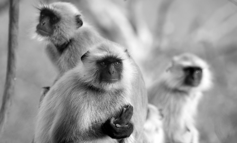 Grey Langur Monkeys